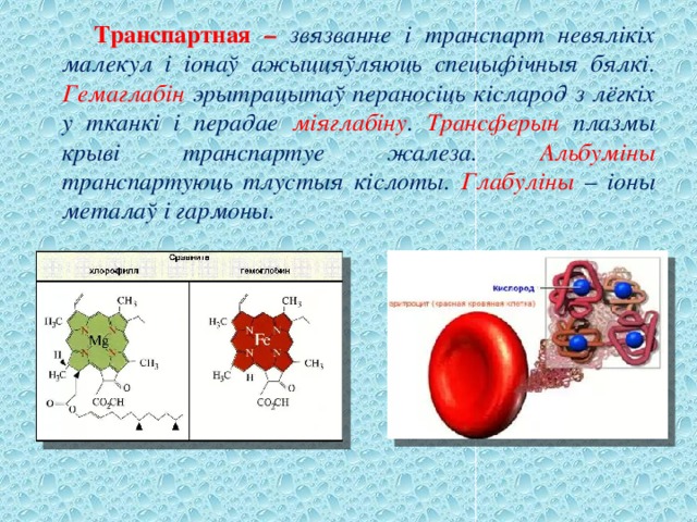  Транспартная –  звязванне і транспарт невялікіх малекул і іонаў ажыццяўляюць спецыфічныя бялкі. Гемаглабін эрытрацытаў пераносіць кісларод з лёгкіх у тканкі і перадае міяглабіну . Трансферын плазмы крыві транспартуе жалеза. Альбуміны транспартуюць тлустыя кіслоты. Глабуліны – іоны металаў і гармоны. 