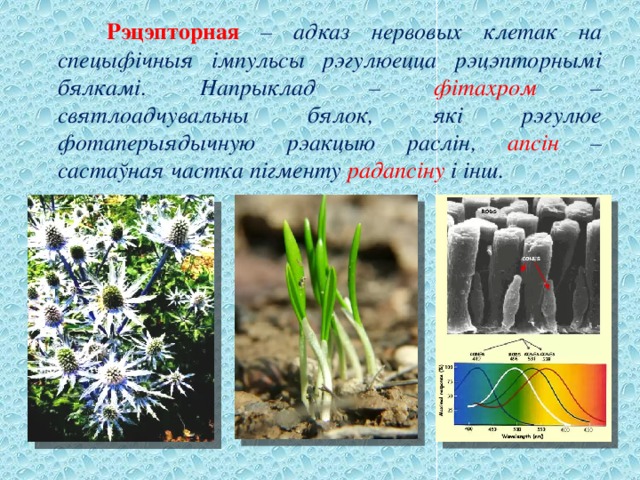  Рэцэпторная – адказ нервовых клетак на спецыфічныя імпульсы рэгулюецца рэцэпторнымі бялкамі. Напрыклад – фітахром –святлоадчувальны бялок, які рэгулюе фотаперыядычную рэакцыю раслін, апсін – састаўная частка пігменту радапсіну і інш. 