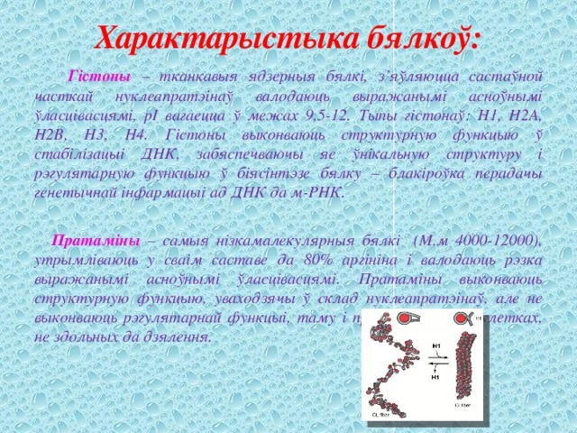 Характарыстыка бялкоў:  Гістоны – тканкавыя ядзерныя бялкі, з’яўляюцца састаўной часткай нуклеапратэінаў валодаюць выражанымі асноўнымі ўласцівасцямі, рІ вагаецца ў межах 9,5-12. Тыпы гістонаў: Н1, Н2А, Н2В, Н3, Н4. Гістоны выконваюць структурную функцыю ў стабілізацыі ДНК, забяспечваючы яе ўнікальную структуру і рэгулятарную функцыю ў біясінтэзе бялку – блакіроўка перадачы генетычнай інфармацыі ад ДНК да м-РНК.   Пратаміны – самыя нізкамалекулярныя бялкі (М.м 4000-12000), утрымліваюць у сваім саставе да 80% аргініна і валодаюць рэзка выражанымі асноўнымі ўласцівасцямі. Пратаміны выконваюць структурную функцыю, уваходзячы ў склад нуклеапратэінаў, але не выконваюць рэгулятарнай функцыі, таму і прысутнічаюць у клетках, не здольных да дзялення. 
