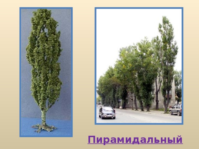 Пирамидальный тополь