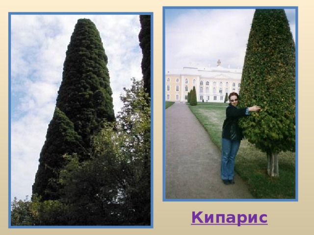Кипарис