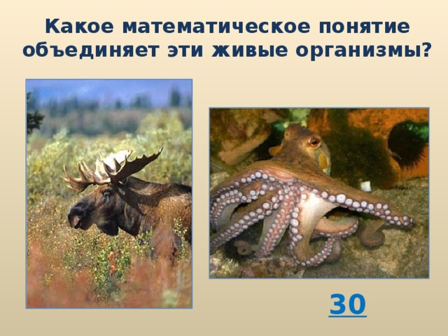 Какое математическое понятие объединяет эти живые организмы? 30