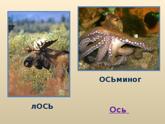 ОСЬминог лОСЬ Ось