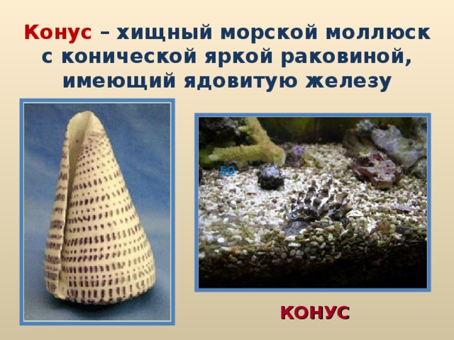 Конус – хищный морской моллюск с конической яркой раковиной, имеющий ядовитую железу 50 КОНУС