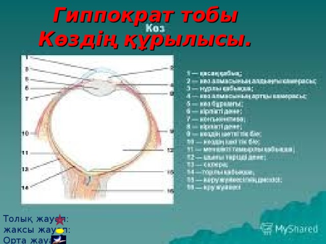 Гиппократ тобы  Көздің құрылысы. Толық жауап:  жаксы жауап: Орта жауап: сс 