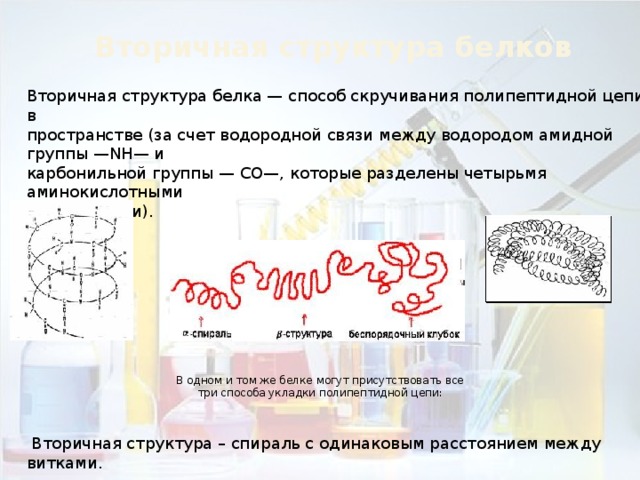 Вторичная структура белков Вторичная структура белка — способ скручивания полипептидной цепи в пространстве (за счет водородной связи между водородом амидной группы —NH— и карбонильной группы — СО—, которые разделены четырьмя аминокислотными фрагментами). В одном и том же белке могут присутствовать все три способа укладки полипептидной цепи:  Вторичная структура – спираль с одинаковым расстоянием между витками. 
