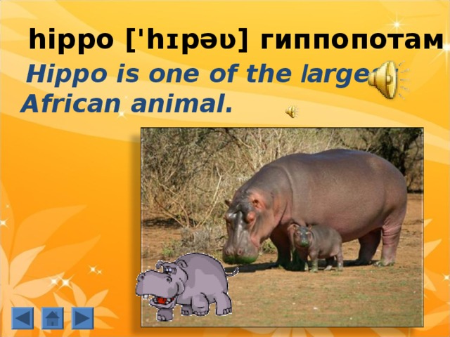 hippo ['hɪpəʋ] гиппопотам   Hippo is one of the  l argest African animal. 