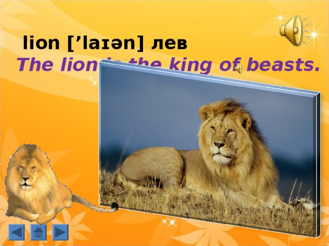   lion [’laɪən] лев  The lion is the king of beasts. 