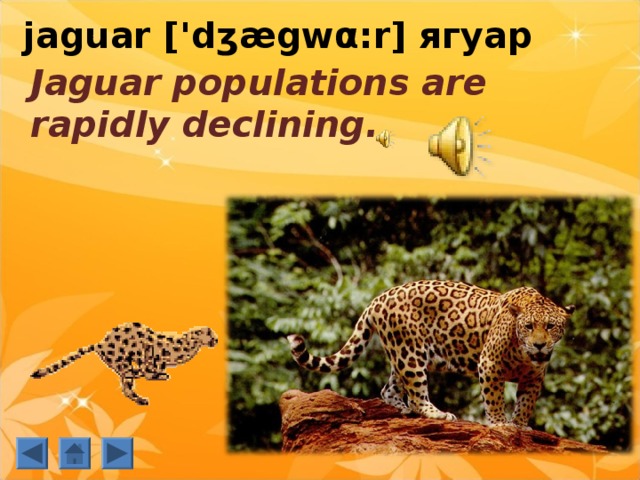 jaguar  ['dʒægw α: r] ягуар    Jaguar populations are rapidly declining. 