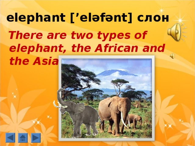 elephant [’eləfənt]  слон  There are two types of elephant, the African and the Asian. 