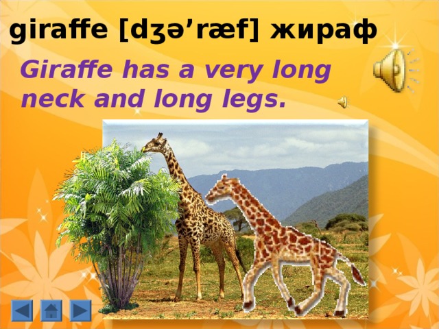 giraffe [ dʒə’ræf] жираф  Giraffe has a very long neck and long legs. 
