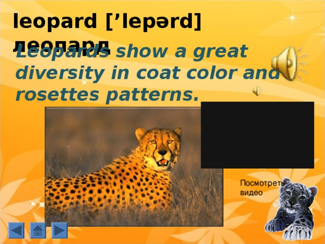 leopard [’ lepərd] леопард   Leopards show a great diversity in coat color and rosettes patterns. Посмотреть видео  