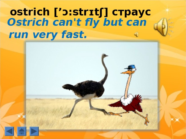  ostrich [’ ɔ:strɪtʃ] страус    Ostrich can't  fly but can run very fast. 