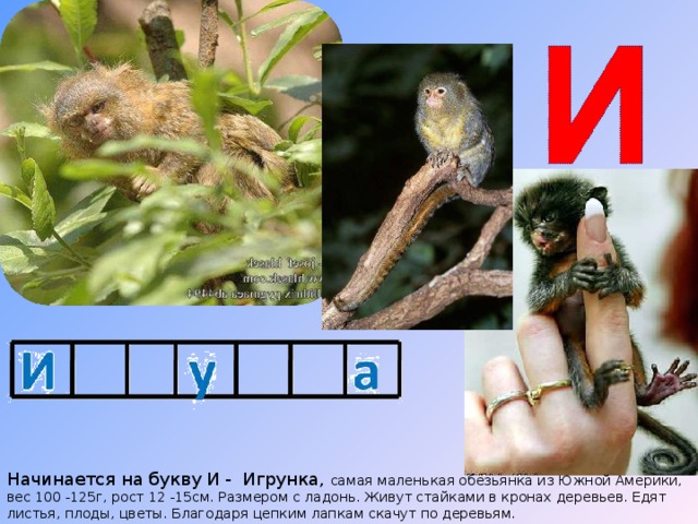 Начинается на букву И - Игрунка, самая маленькая обезьянка из Южной Америки, вес 100 -125г, рост 12 -15см. Размером с ладонь. Живут стайками в кронах деревьев. Едят листья, плоды, цветы. Благодаря цепким лапкам скачут по деревьям. 