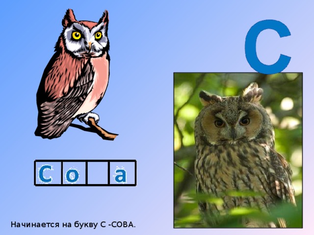 Начинается на букву С -СОВА. 