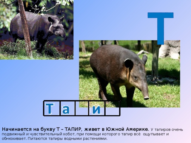 Начинается на букву Т – ТАПИР, живет в Южной Америке. У тапиров очень подвижный и чувствительный хобот, при помощи которого тапир всё ощупывает и обнюхивает. Питаются тапиры водными растениями. 