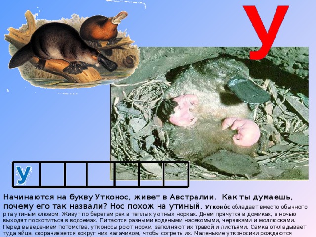 Начинаются на букву Утконос, живет в Австралии. Как ты думаешь, почему его так назвали? Нос похож на утиный. Утконо́с обладает вместо обычного рта утиным клювом. Живут по берегам рек в теплых уютных норках. Днем прячутся в домиках, а ночью выходят поохотиться в водоемах. Питаются разными водяными насекомыми, червяками и моллюсками. Перед выведением потомства, утконосы роют норки, заполняют их травой и листьями. Самка откладывает туда яйца, сворачивается вокруг них калачиком, чтобы согреть их. Маленькие утконосики рождаются слепыми и совсем беспомощными. Молоко детёныши просто слизывают с живота. 