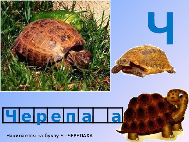 Ч е е р п а а Начинается на букву Ч –ЧЕРЕПАХА. 