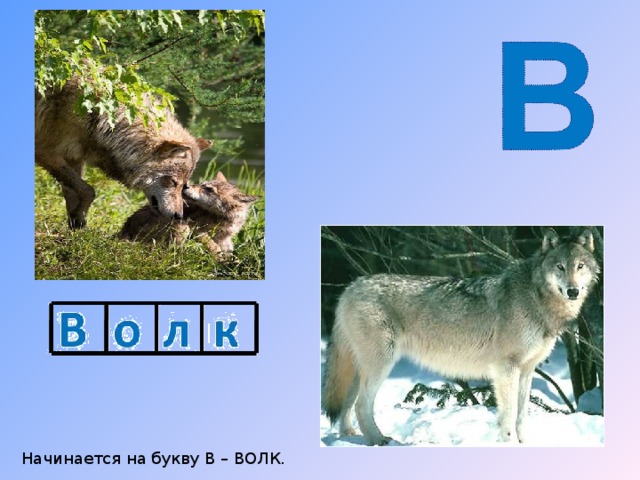 Начинается на букву В – ВОЛК. 