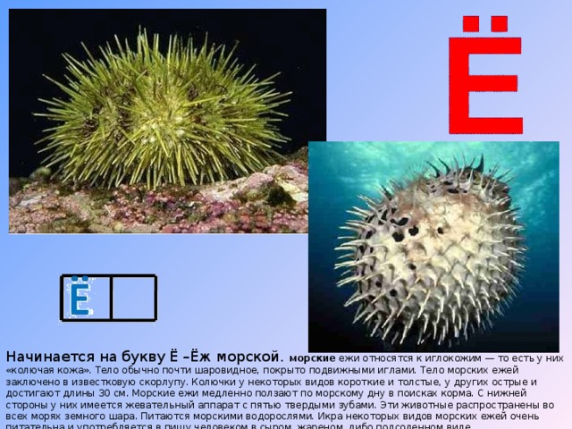 Начинается на букву Ё –Ёж морской. морские ежи относятся к иглокожим — то есть у них «колючая кожа». Тело обычно почти шаровидное, покрыто подвижными иглами. Тело морских ежей заключено в известковую скорлупу. Колючки у некоторых видов короткие и толстые, у других острые и достигают длины 30 см. Морские ежи медленно ползают по морскому дну в поисках корма. С нижней стороны у них имеется жевательный аппарат с пятью твердыми зубами. Эти животные распространены во всех морях земного шара. Питаются морскими водорослями. Икра некоторых видов морских ежей очень питательна и употребляется в пищу человеком в сыром, жареном, либо подсоленном виде. 