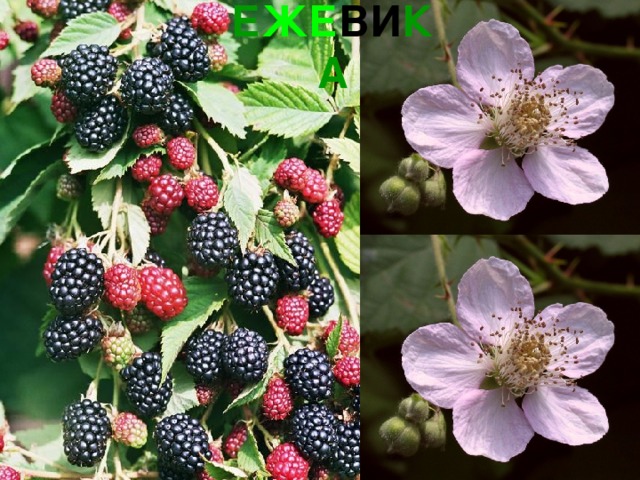 Е ЖЕ ВИ КА 