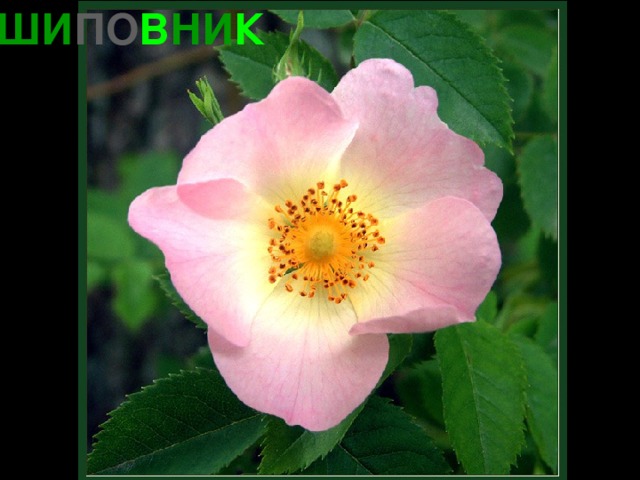 ШИ ПО В НИ К 