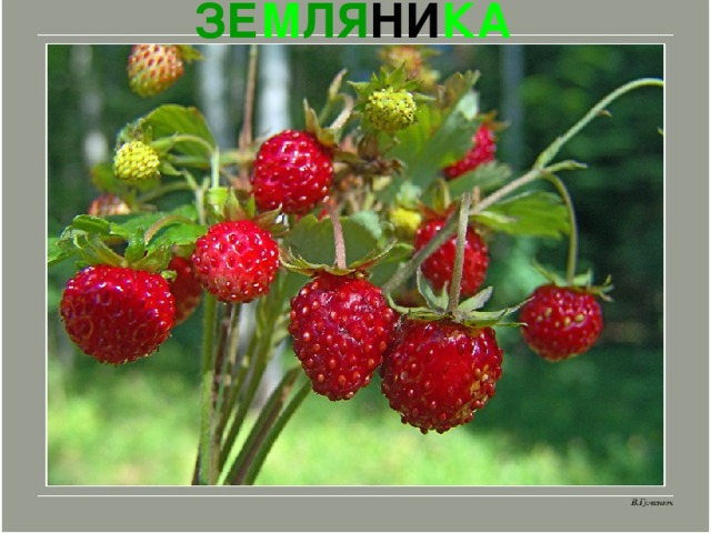 ЗЕ М ЛЯ НИ КА 