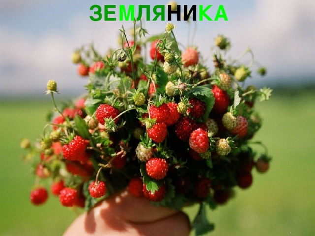 ЗЕ М ЛЯ НИ КА 