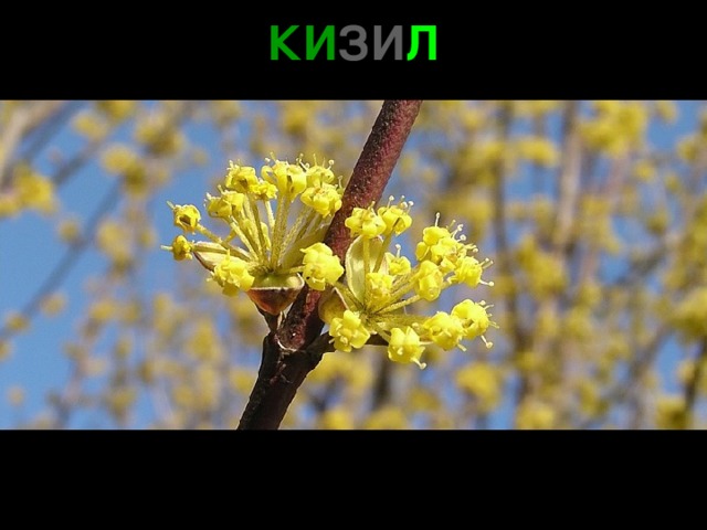 КИ ЗИ Л 