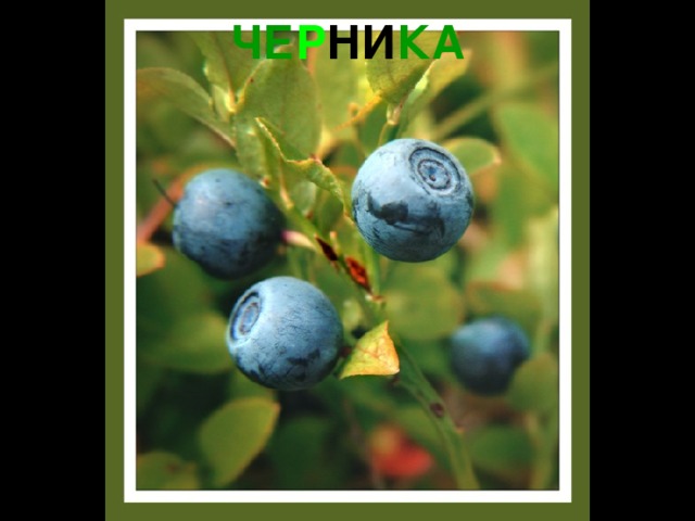 ЧЕ Р НИ КА 