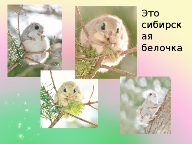 Это сибирская белочка