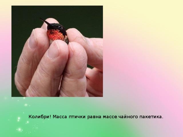 Колибри! Масса птички равна массе чайного пакетика.