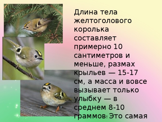 Длина тела желтоголового королька составляет примерно 10 сантиметров и меньше, размах крыльев — 15-17 см, а масса и вовсе вызывает только улыбку — в среднем 8-10 граммов ! Это самая маленькая птичка России.