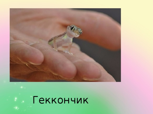 Геккончик