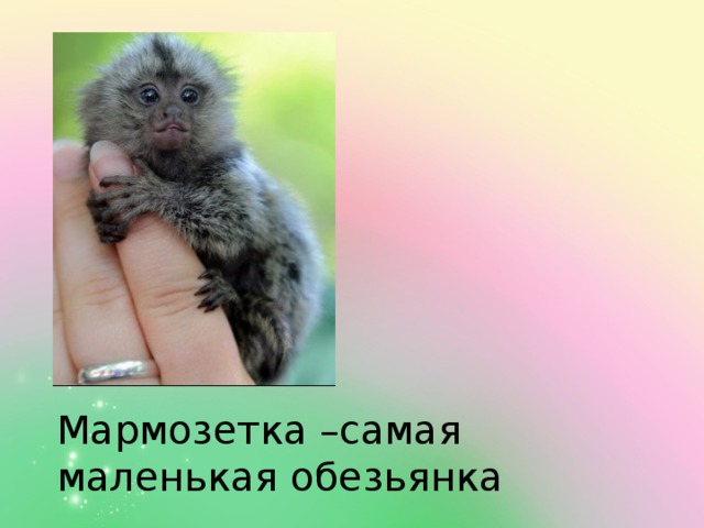 Мармозетка –самая маленькая обезьянка