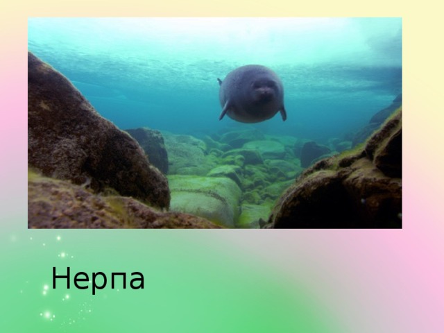 Нерпа