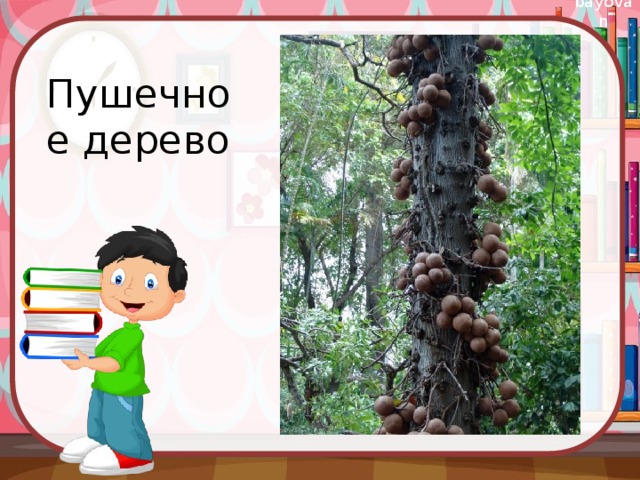 Пушечное дерево