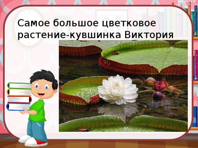 Самое большое цветковое растение-кувшинка Виктория