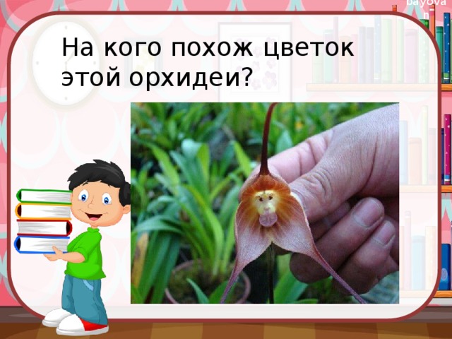На кого похож цветок этой орхидеи?