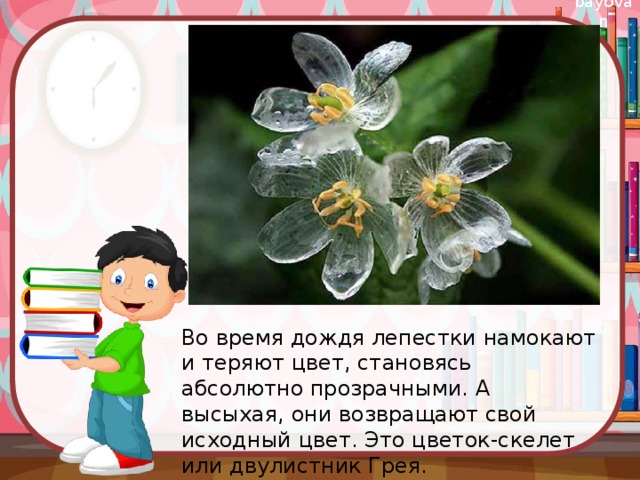 Во время дождя лепестки намокают и теряют цвет, становясь абсолютно прозрачными. А высыхая, они возвращают свой исходный цвет. Это цветок-скелет или двулистник Грея.