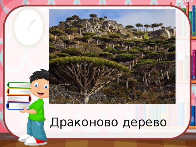 Драконово дерево
