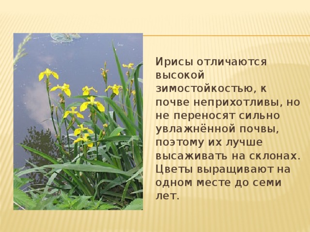 Ирисы отличаются высокой зимостойкостью, к почве неприхотливы, но не переносят сильно увлажнённой почвы, поэтому их лучше высаживать на склонах. Цветы выращивают на одном месте до семи лет. 