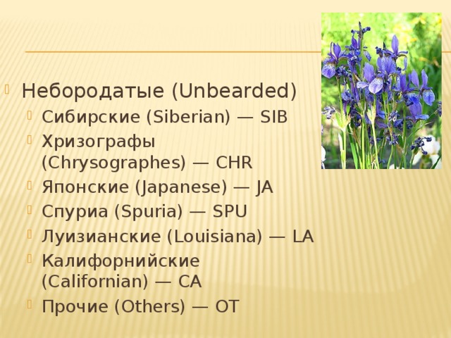 Небородатые (Unbearded) Сибирские (Siberian) — SIB Хризографы (Chrysographes) — CHR Японские (Japanese) — JA Спуриа (Spuria) — SPU Луизианские (Louisiana) — LA Калифорнийские (Californian) — CA Прочие (Others) — OT Сибирские (Siberian) — SIB Хризографы (Chrysographes) — CHR Японские (Japanese) — JA Спуриа (Spuria) — SPU Луизианские (Louisiana) — LA Калифорнийские (Californian) — CA Прочие (Others) — OT 