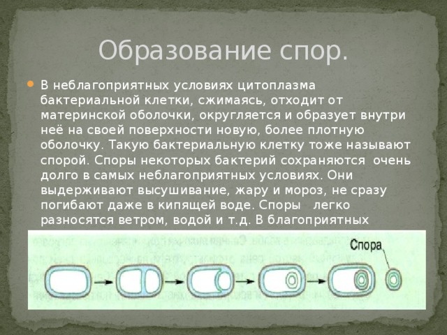 Образование спор. В неблагоприятных условиях цитоплазма бактериальной клетки, сжимаясь, отходит от материнской оболочки, округляется и образует внутри неё на своей поверхности новую, более плотную оболочку. Такую бактериальную клетку тоже называют спорой. Споры некоторых бактерий сохраняются очень долго в самых неблагоприятных условиях. Они выдерживают высушивание, жару и мороз, не сразу погибают даже в кипящей воде. Споры легко разносятся ветром, водой и т.д. В благоприятных условиях спора прорастает и становится жизнедеятельной бактерией. . 