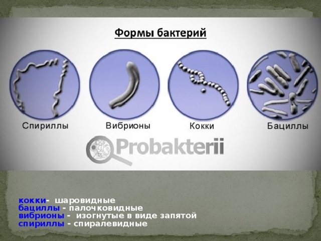 кокки - шаровидные бациллы - палочковидные вибрионы - изогнутые в виде запятой спириллы - спиралевидные кокки - шаровидные бациллы - палочковидные вибрионы - изогнутые в виде запятой спириллы - спиралевидные 
