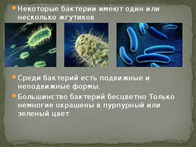 Некоторые бактерии имеют один или несколько жгутиков      Среди бактерий есть подвижные и неподвижные формы. Большинство бактерий бесцветно Только немногие окрашены в пурпурный или зеленый цвет 