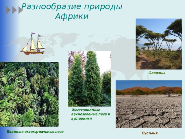 Разнообразие природы Африки Саванны Жестколистные вечнозеленые леса и кустарники Влажные экваториальные леса Пустыня 