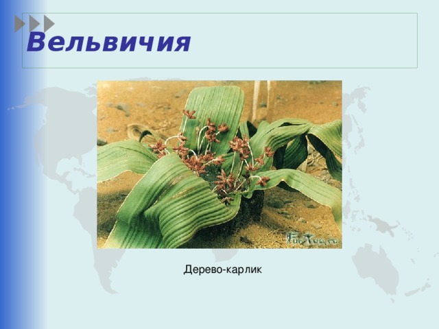 Вельвичия Дерево-карлик 