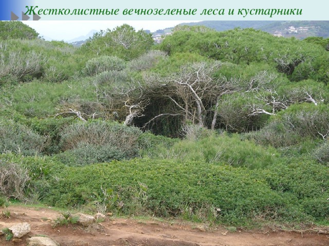 Жестколистные вечнозеленые леса и кустарники 