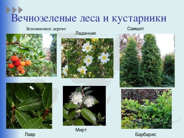 Вечнозеленые леса и кустарники  Земляничное дерево Самшит Ладанник Мирт Лавр Барбарис 